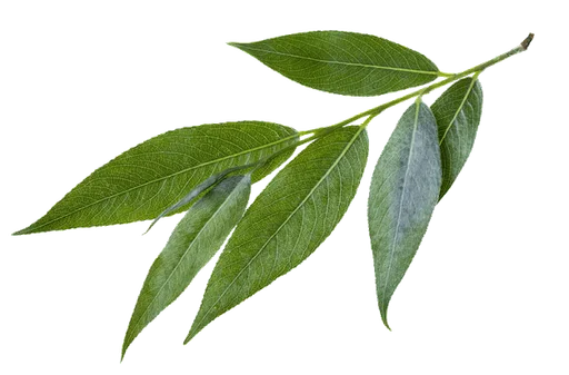 Au pied du saule